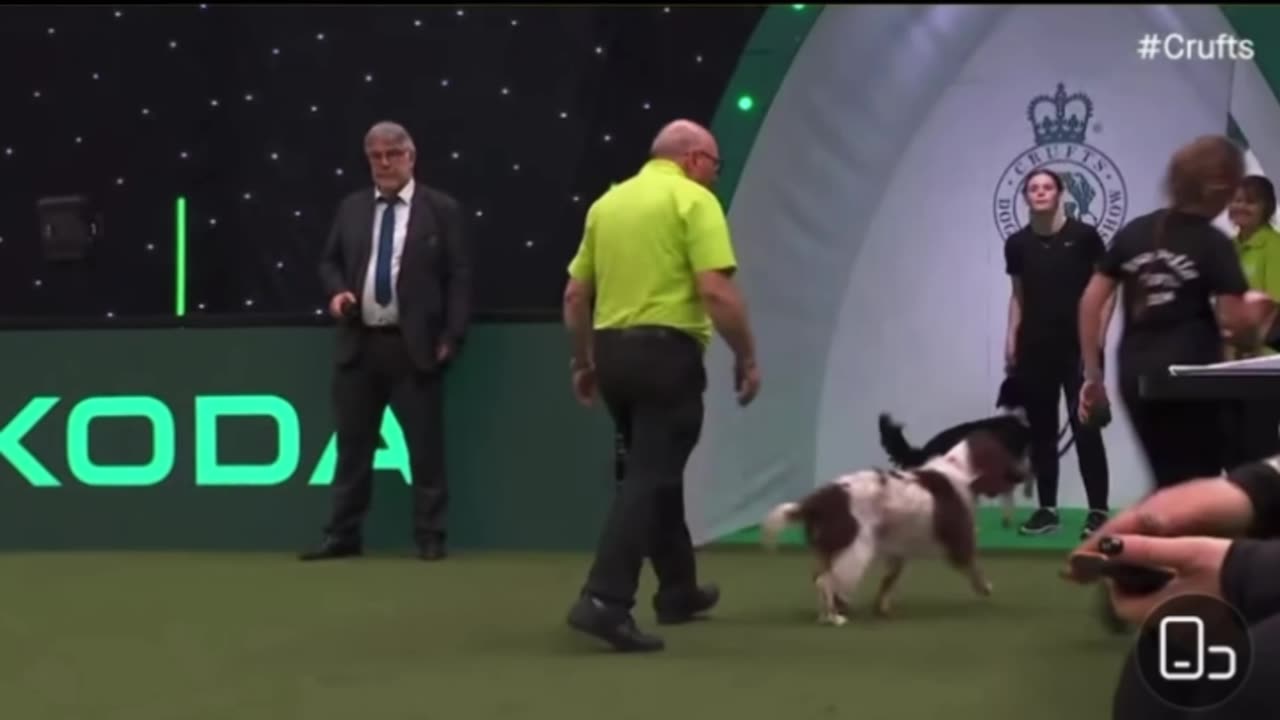 Agility race: border collie is "dimension reduction strike" to other dogs