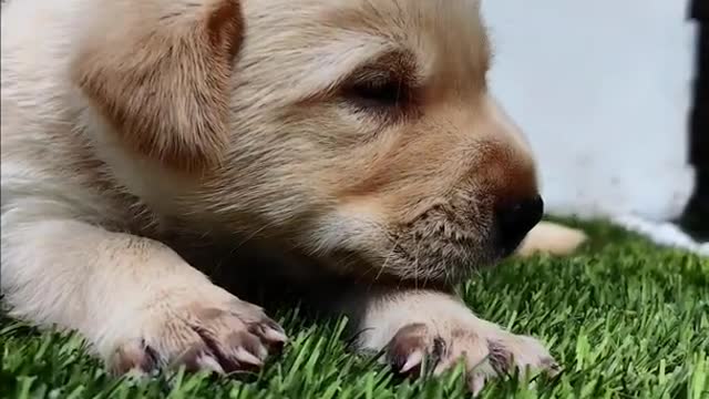 Cute Golden Labrador puppy😍😍