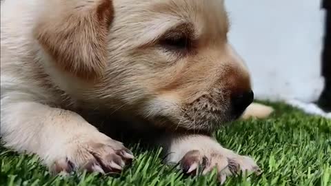 Cute Golden Labrador puppy😍😍