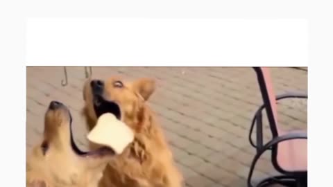 Funny dog 🐕 video 😂😂