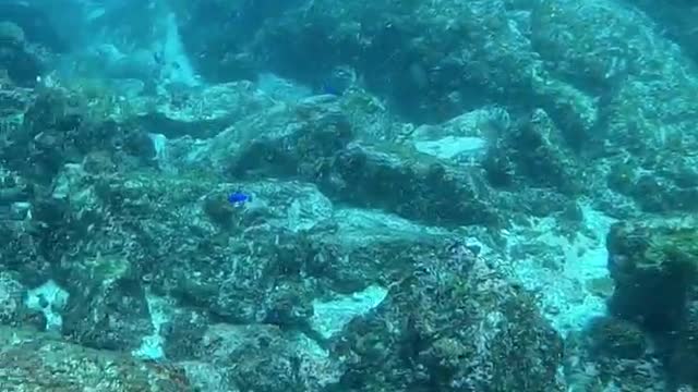 Annoyed Puffer fish Can't Shake Of determined Cleaner Wrasse