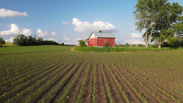 Drone Flight Over A Corn Field And Barn