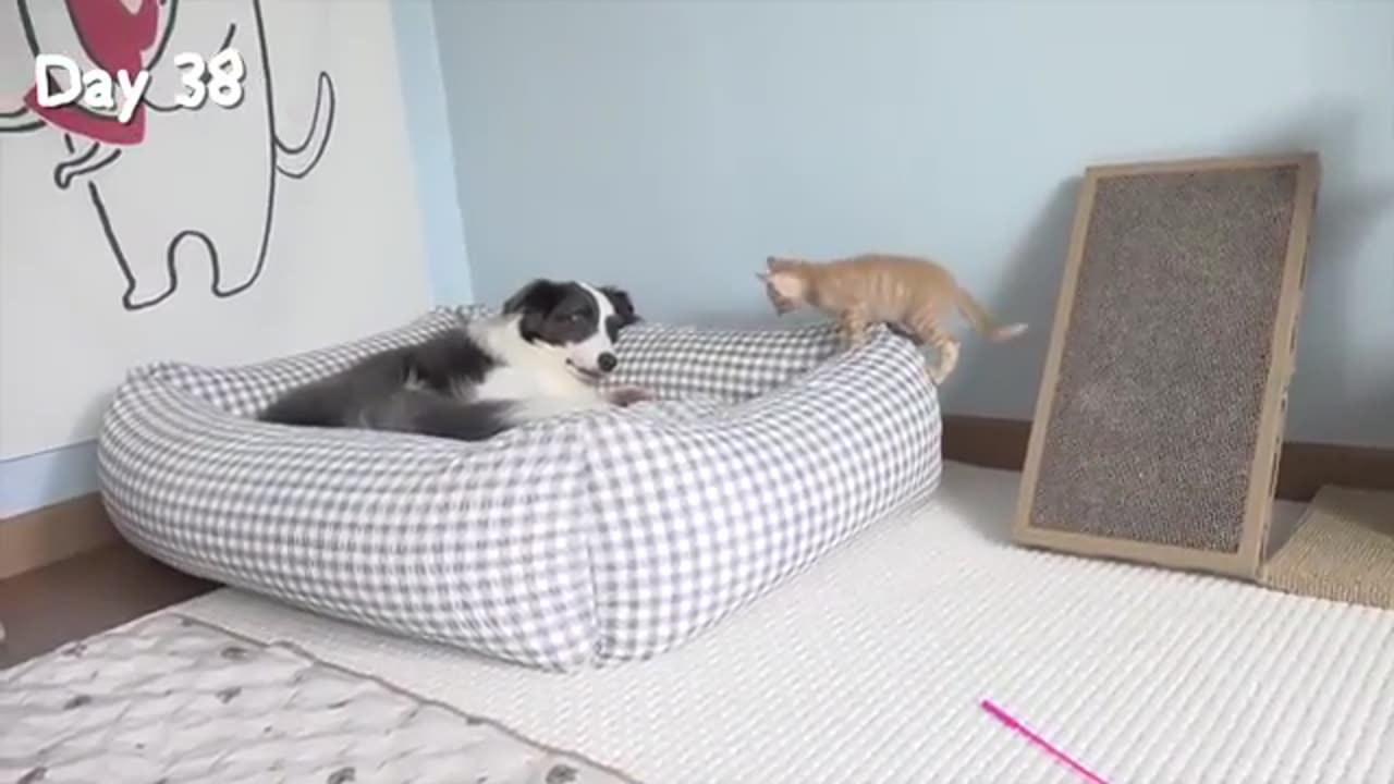 Rescued Tiny Kitten Grows Up Believing He’s a Big Dog | Day 1 to 60