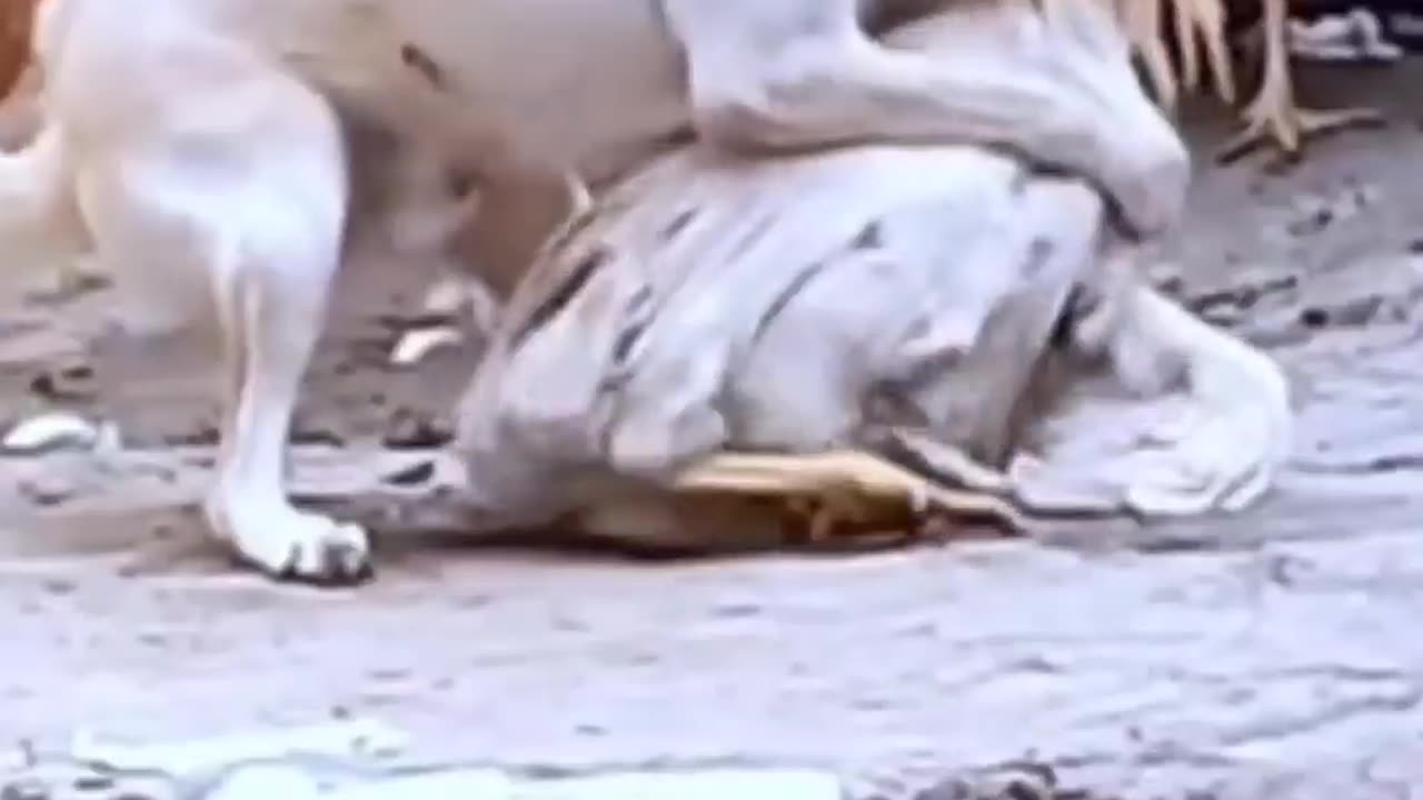 So Funny Fight of Animal ||Dog v/s Rooster -2