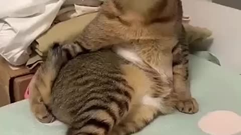 Crazy cat 🐈 funny video