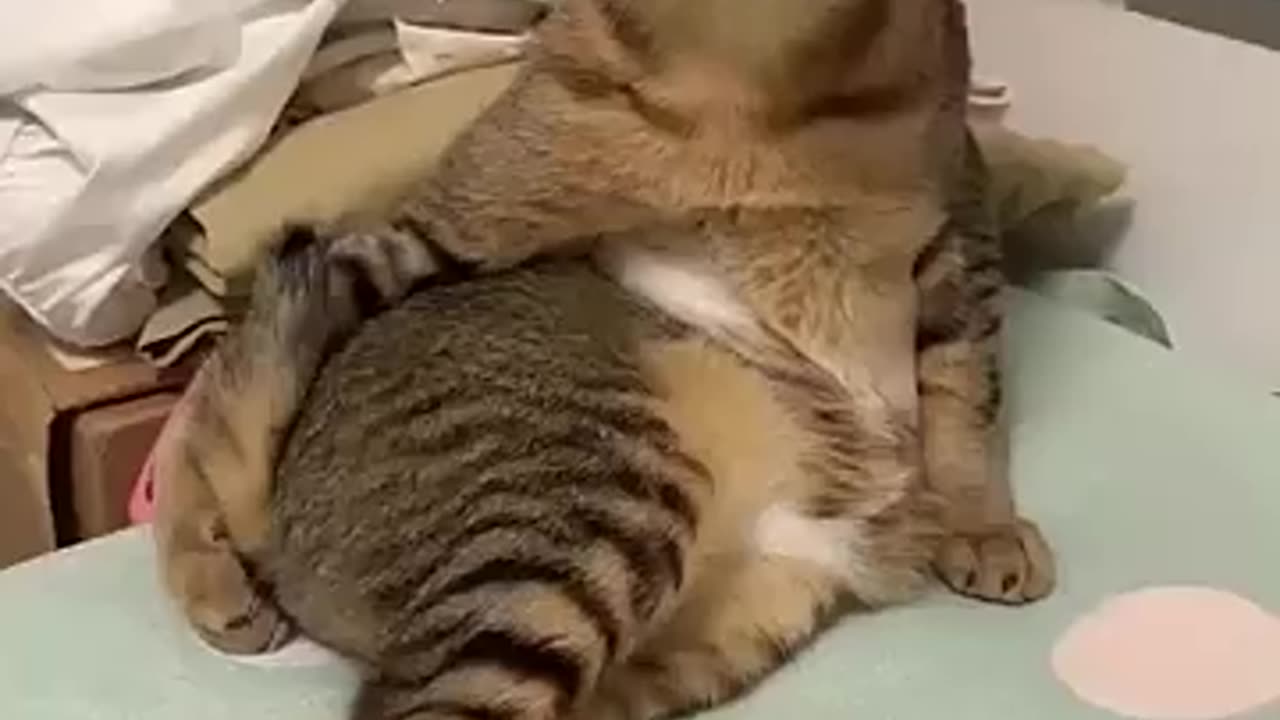 Crazy cat 🐈 funny video