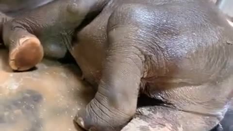 Most Funny Wild Animal | The Cutest Baby Elephant