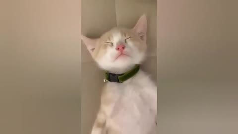 HOUR FUNNY CATS COMPILATION 2022😂_ Funny and Cute Cat Videos😸 ! - 086