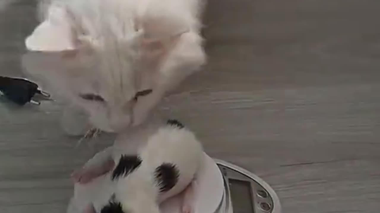 Cute cats||funny cats Vedio||pets ||