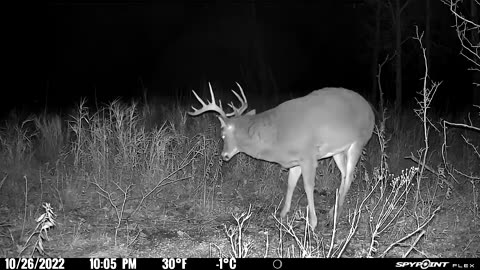 Whitetail!