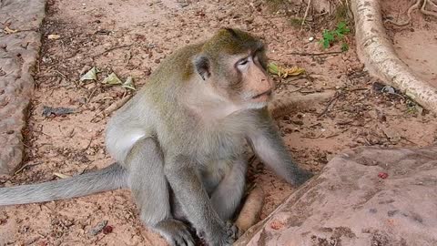 This monkey seem starve no much food ( 480 X 854 )