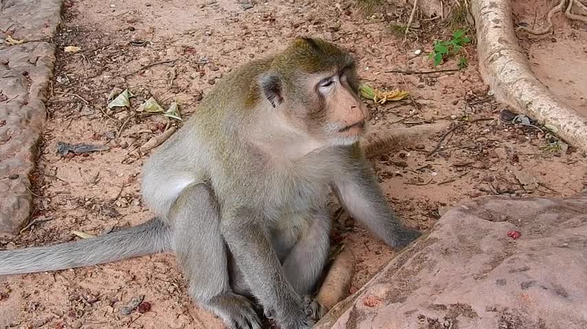 This monkey seem starve no much food ( 480 X 854 )