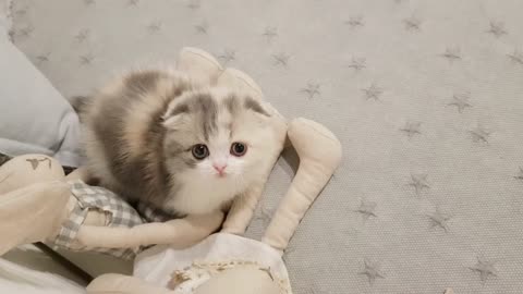 cute kitten videos short leg cat- KimsKennelUS..8