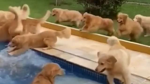 The lifestyle of dogs