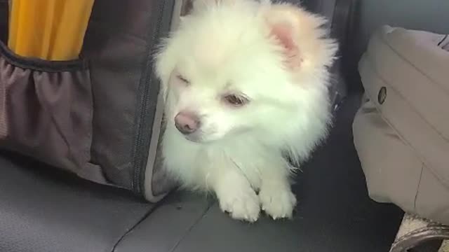 Dog crying when mom goes to Starbucks