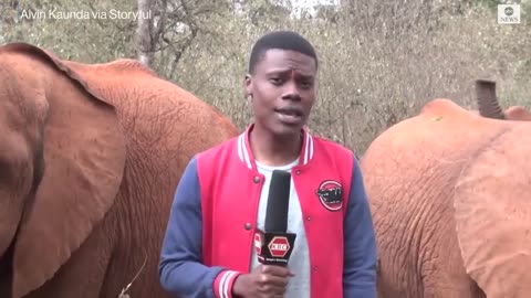 Baby elephant interrupts reporter's piece to camera