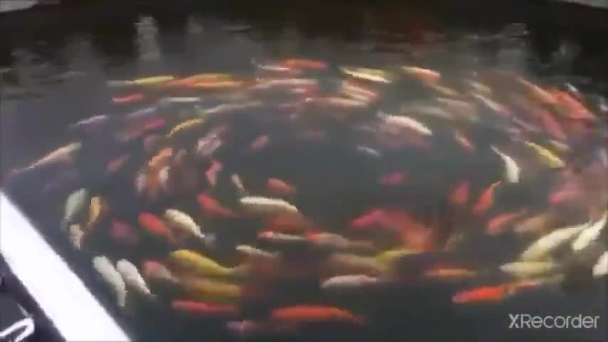 5G ACTIVATED CIRCLE OF DEATH, NOT ONLY IN HUMANS