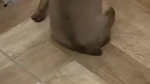 Puppy Doesn't Wanna Use Back Legs