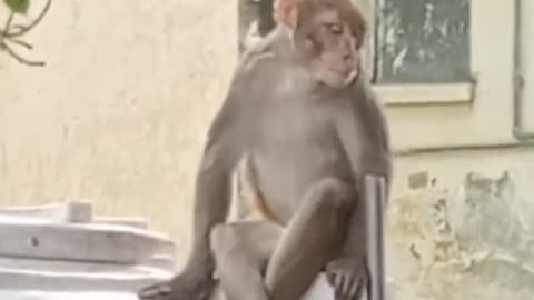 Honuman # monkey videos