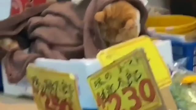 Cat trying to sleep in the middle of the market