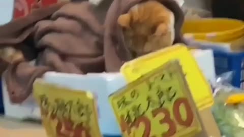 Cat trying to sleep in the middle of the market