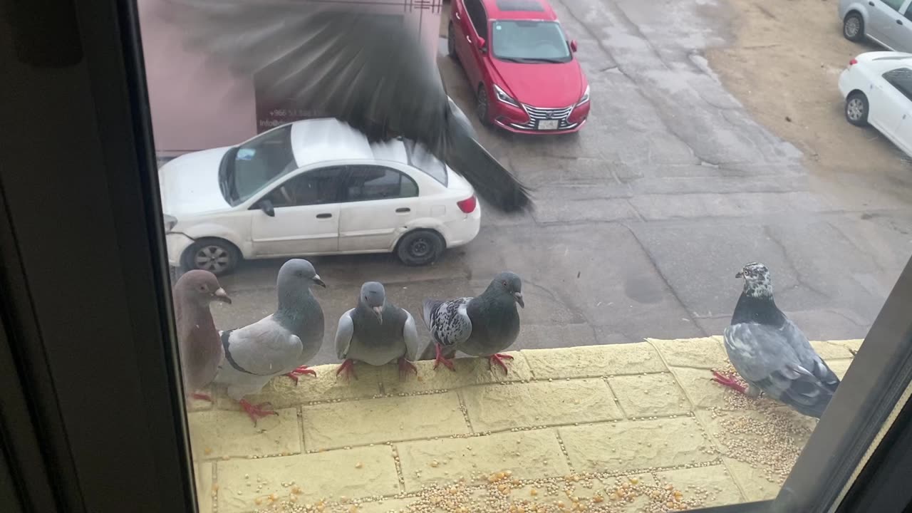 Pigeons enjoying breakfast