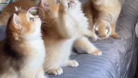 The more kittens,the more happy