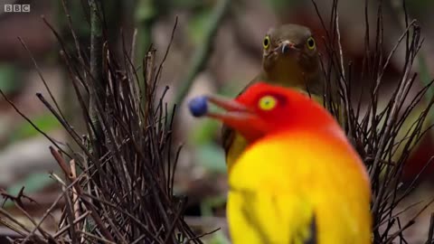 The Great Performance of The Bowerbird!