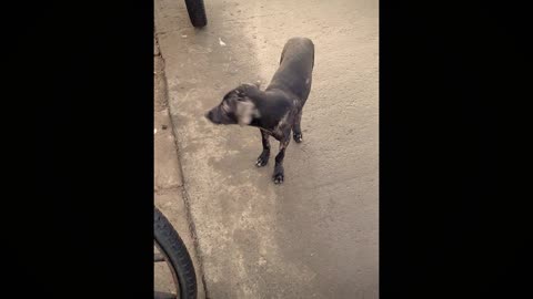 dog