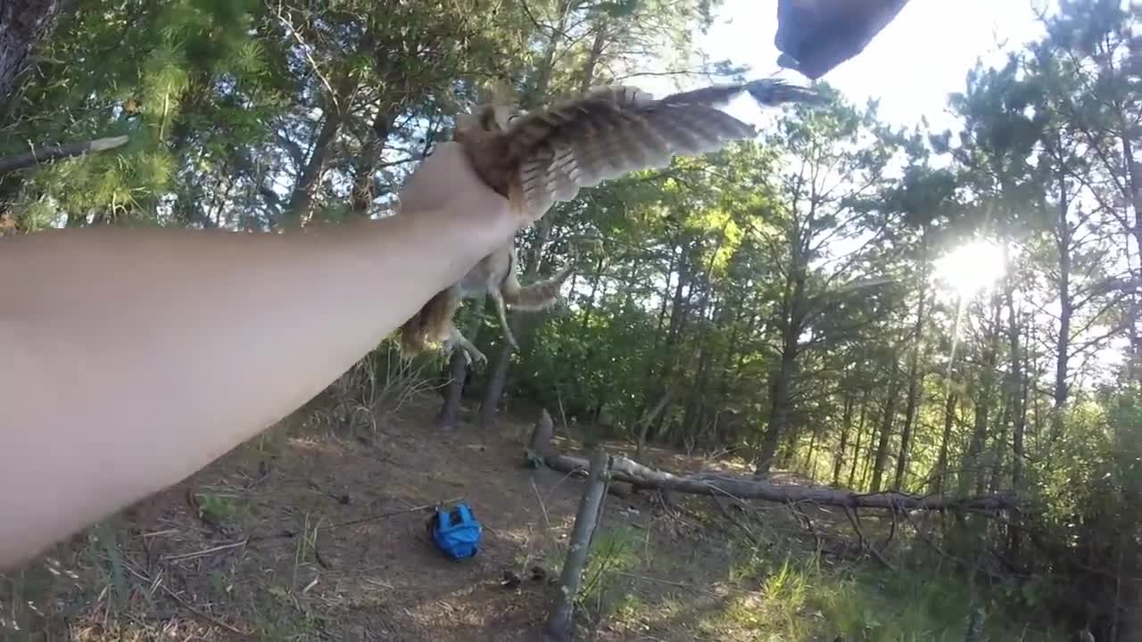 Rescuing a screech owl tangled in fishing line, New Jersey