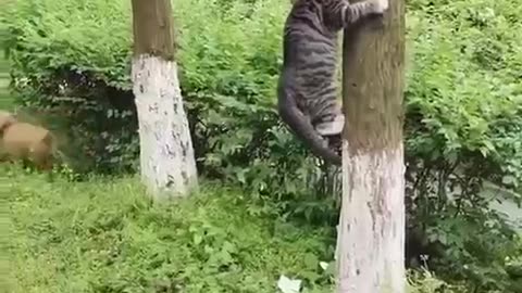 Funny Animal
