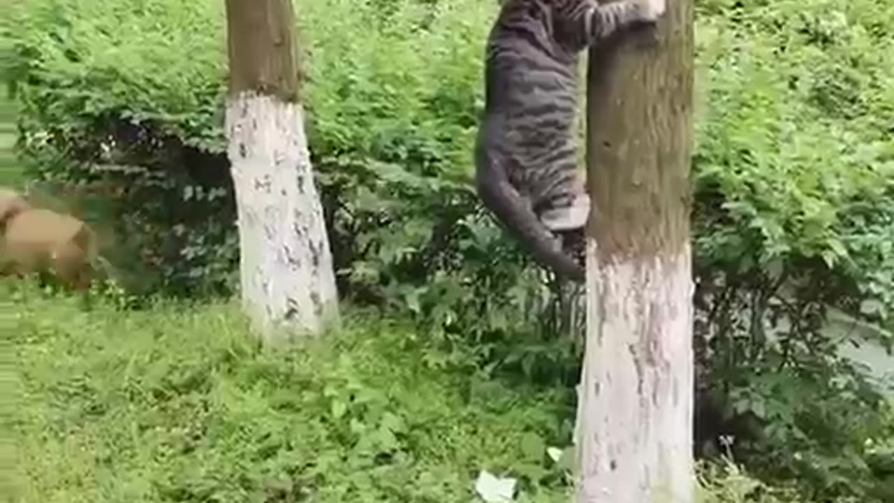 Funny Animal