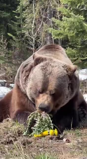 Bears love dandelions