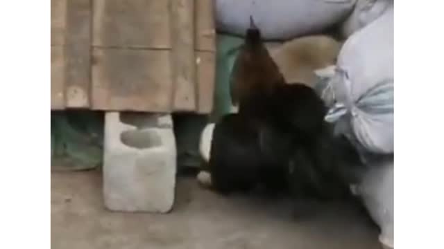 ANIMAL FIGHT