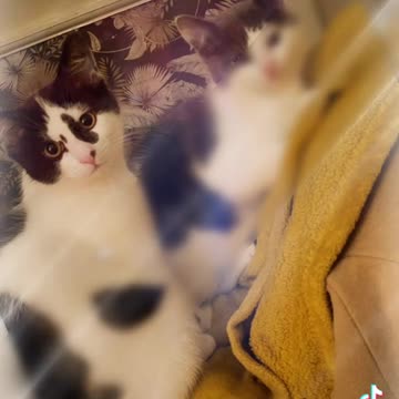 The baby kittens the cutest thing ever