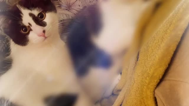 The baby kittens the cutest thing ever