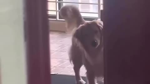 Dog Walking funny video 😂