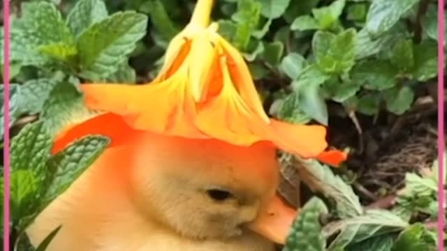 Baby Duck sleeping in small tree (so cute)