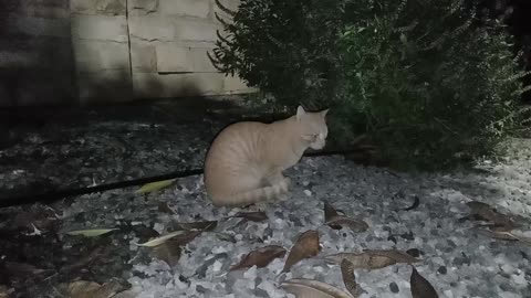 Homeless cat in Ras Al Khaimah, UAE: ED SHEERAN #cat #cats #EdSheeran #emirates #pet #ae #UAE #pets