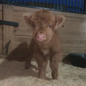 Calf, fluffy calf #calf