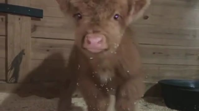 Calf, fluffy calf #calf