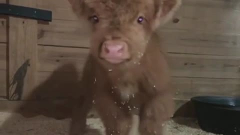 Calf, fluffy calf #calf