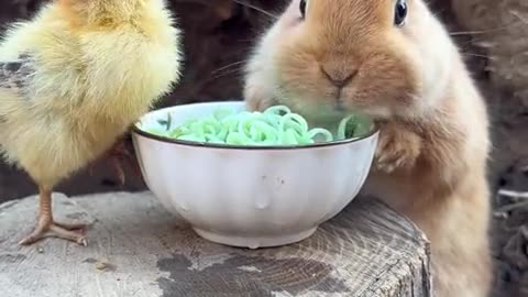 The little bunny is drinking noodles.