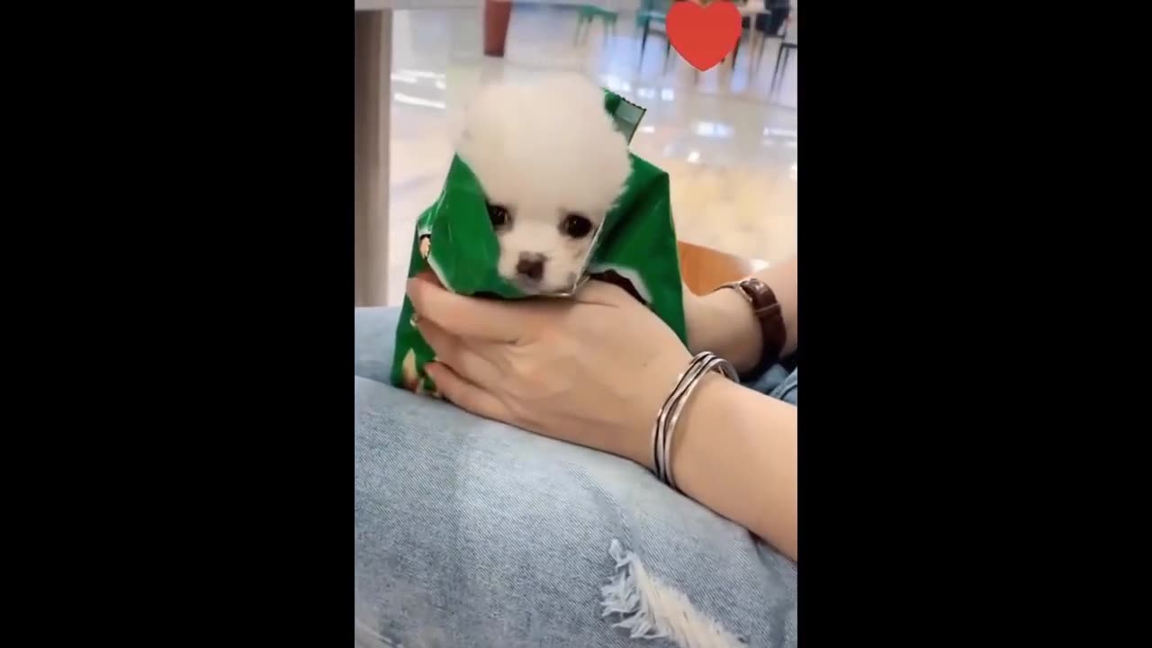 Laugh Out Loud: The Top 2023 Funny Cat and Dog Videos That Will Make Your Day!