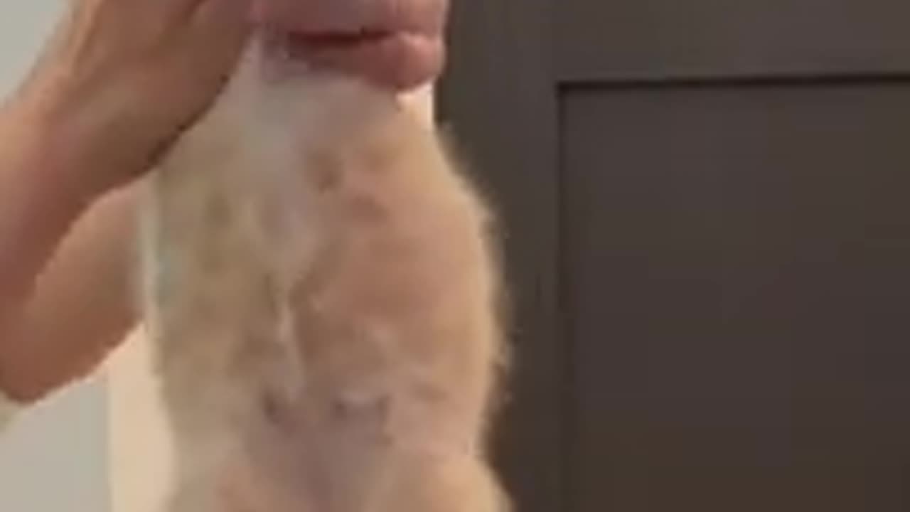 funny cat 😸 cute cat videos 🐈