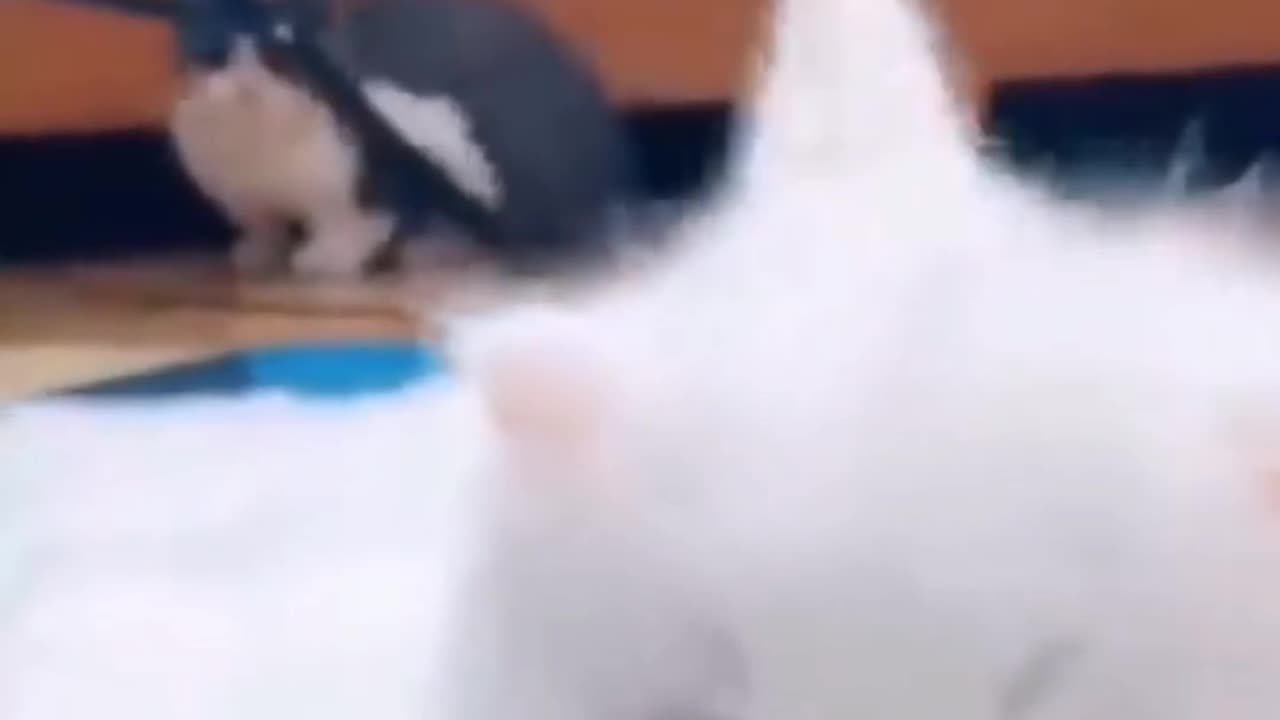 Cute cats video
