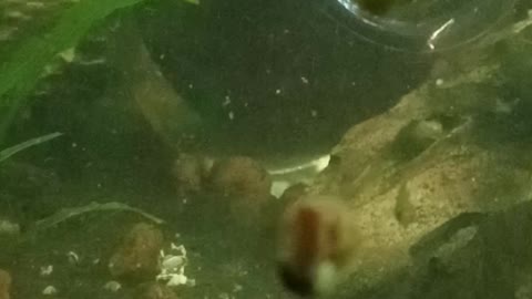 Flock it Farm: mating crayfish and other aquarium critters