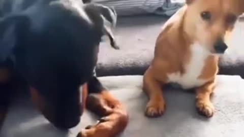 Try_not_to_laugh🤣_Funny_animals😹‖_#shorts__#funnyvideos