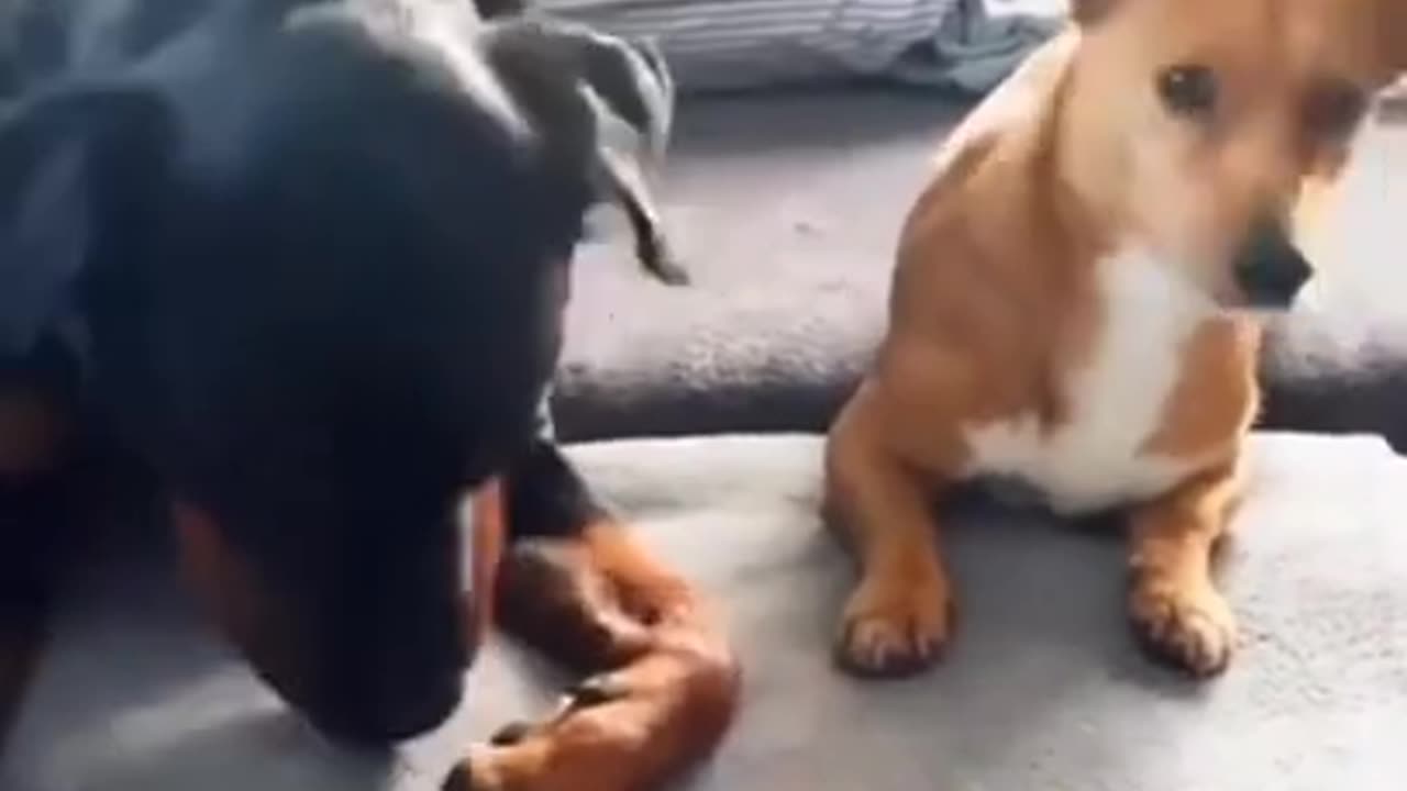 Try_not_to_laugh🤣_Funny_animals😹‖_#shorts__#funnyvideos