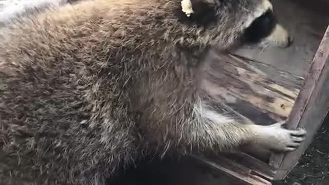 A word of praise for the raccoon